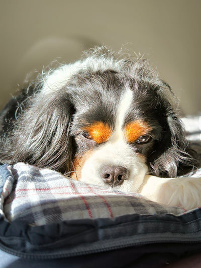 L'avis de BERNARD V. sur les croquettes aux insectes pour chien de la marque Réglo