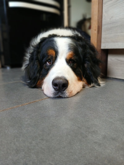 L'avis de Christine P. sur les croquettes aux insectes pour chien de la marque Réglo