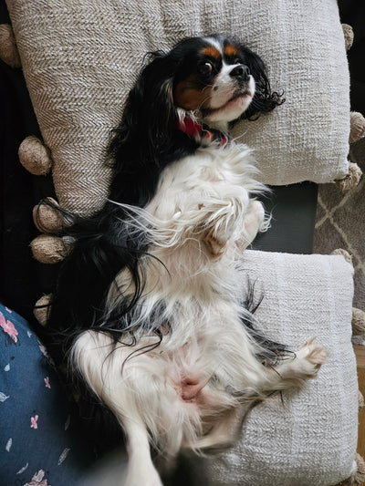 L'avis de CARINE B. sur les croquettes aux insectes pour chien de la marque Réglo