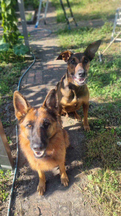 L'avis de Christophe G. sur les croquettes aux insectes pour chien de la marque Réglo