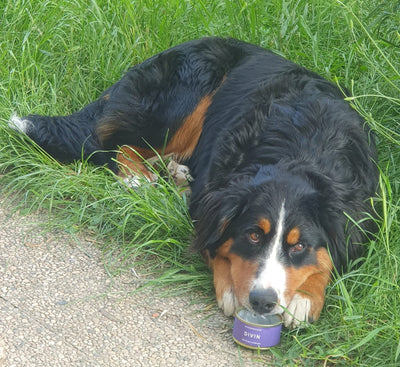 L'avis de Mathis S. sur les croquettes aux insectes pour chien de la marque Réglo