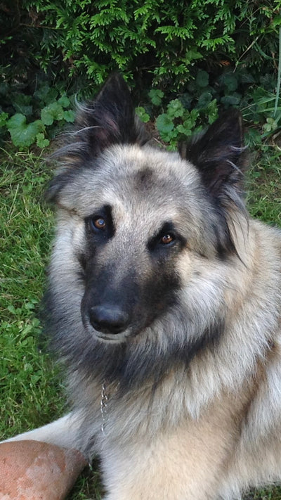 L'avis de Dominique K. sur les croquettes aux insectes pour chien de la marque Réglo