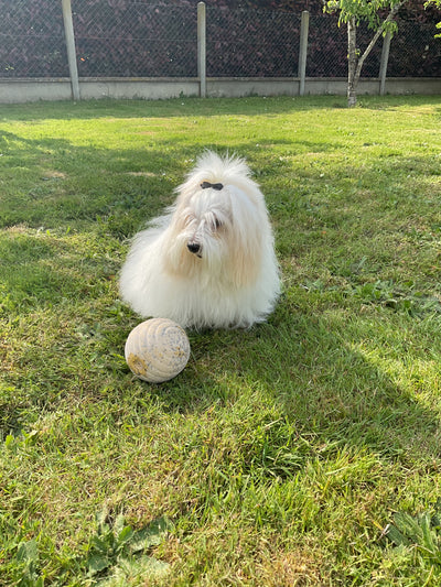 L'avis de Martine L. sur les croquettes aux insectes pour chien de la marque Réglo