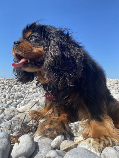 L'avis de Juliette B. sur les croquettes aux insectes pour chien de la marque Réglo