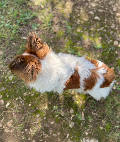 L'avis de Sabrina J. sur les croquettes aux insectes pour chien de la marque Réglo