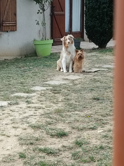 L'avis de Jordane N. sur les croquettes aux insectes pour chien de la marque Réglo