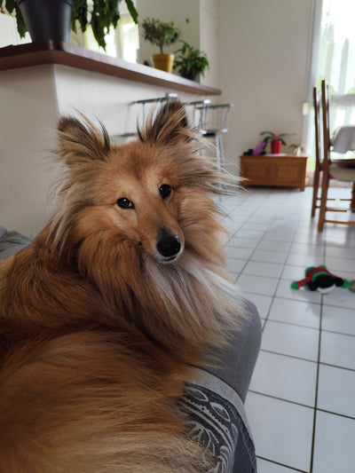 L'avis de Patrick L. sur les croquettes aux insectes pour chien de la marque Réglo