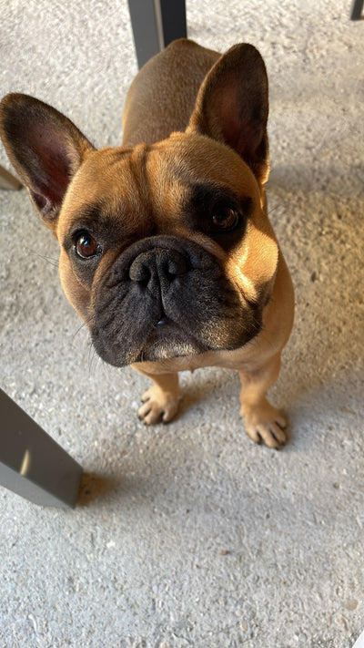 L'avis de Frederic R. sur les croquettes aux insectes pour chien de la marque Réglo