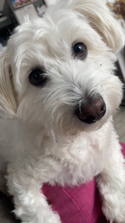 L'avis de Sandy R. sur les croquettes aux insectes pour chien de la marque Réglo