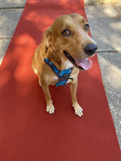 L'avis de Danaé P. sur les croquettes aux insectes pour chien de la marque Réglo