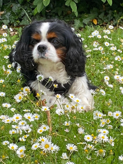 L'avis de Cristelle K. sur les croquettes aux insectes pour chien de la marque Réglo