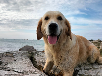 L'avis de Benoît P. sur les croquettes aux insectes pour chien de la marque Réglo