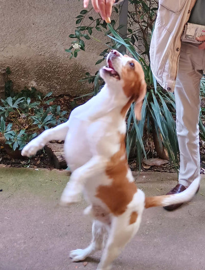 L'avis de Brigitte B. sur les croquettes aux insectes pour chien de la marque Réglo