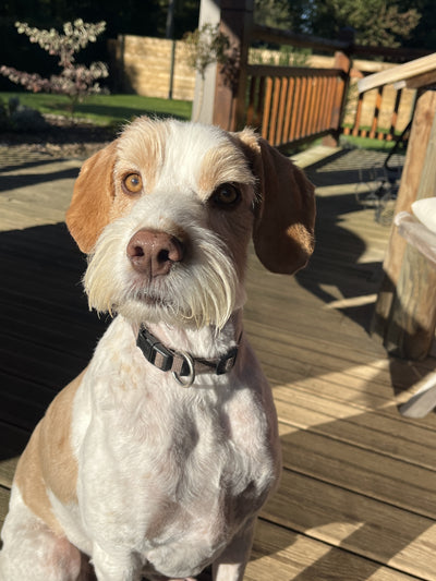 L'avis de Anne-Laure M. sur les croquettes aux insectes pour chien de la marque Réglo