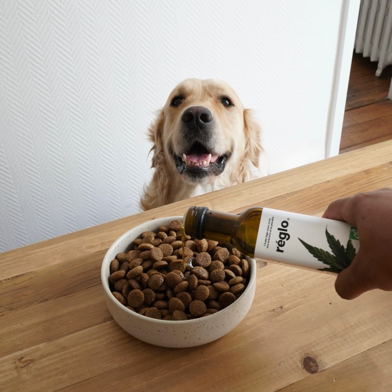 L'huile de chanvre pour chiens : quels sont ses bienfaits et